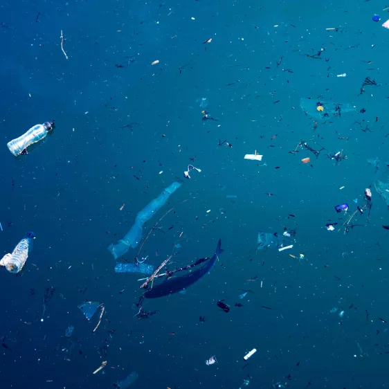 plásticos a maior ameaça dos oceanos